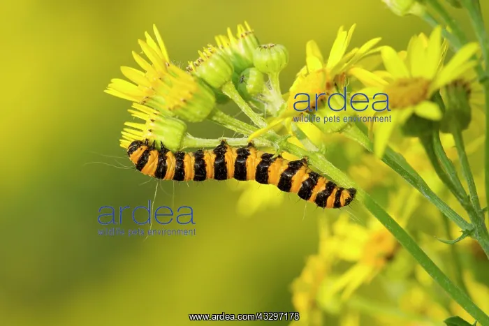 : Cinnabar Moth - caterpillar feeding on Ragwort - August : Cinnabar Moth - caterpillar feeding on Ragwort - August