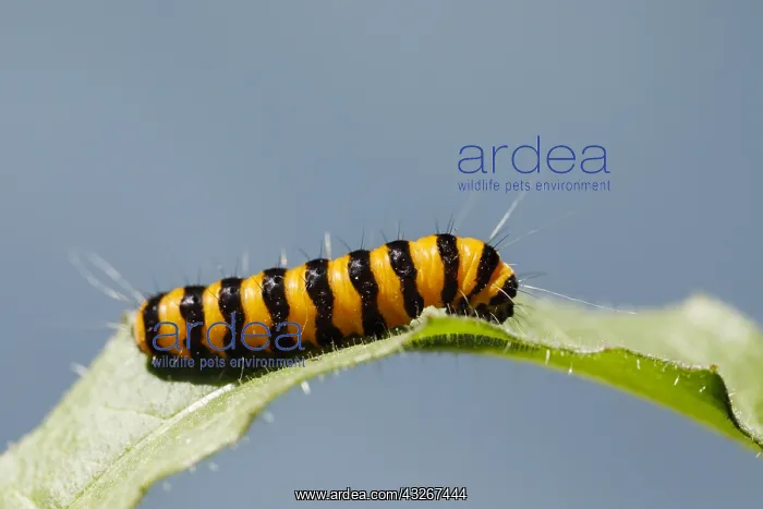 : Cinnabar moth caterpillar (Tyria jacobaeae) on a : Cinnabar moth caterpillar (Tyria jacobaeae) on a