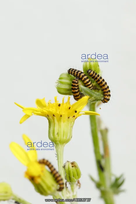 : Cinnabar moth caterpillar (Tyria jacobaeae) on Ragwort : Cinnabar moth caterpillar (Tyria jacobaeae) on Ragwort
