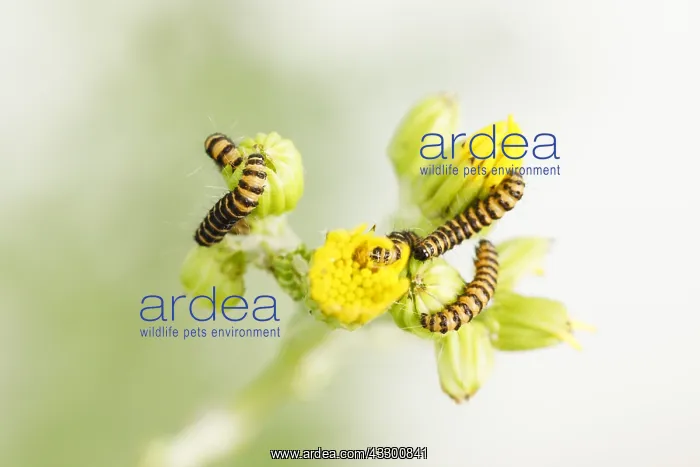 : Cinnabar moth caterpillar (Tyria jacobaeae) on Ragwort : Cinnabar moth caterpillar (Tyria jacobaeae) on Ragwort