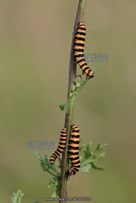 : Cinnabar Moth - caterpillars feeding on foodplant Ragwort : Cinnabar Moth - caterpillars feeding on foodplant Ragwort
