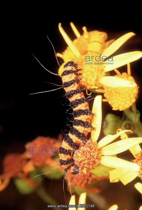 : Cinnabar Moth Larva : Cinnabar Moth Larva