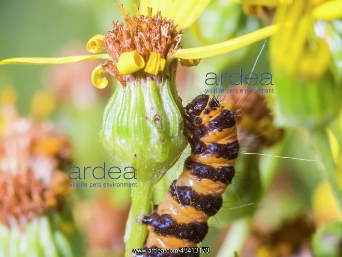: Cinnabar moth larva - feeding on ragwort - UK : Cinnabar moth larva - feeding on ragwort - UK