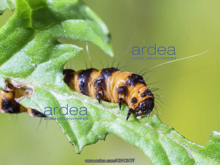 : Cinnabar moth larva - feeding on ragwort - UK : Cinnabar moth larva - feeding on ragwort - UK