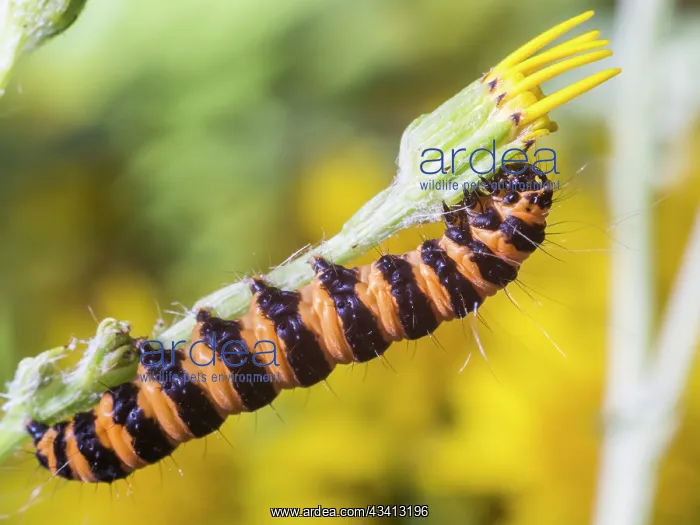 : Cinnabar moth larva - feeding on ragwort - UK : Cinnabar moth larva - feeding on ragwort - UK