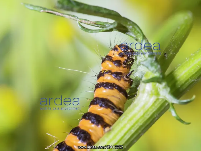  : Cinnabar moth larva - feeding on ragwort - UK