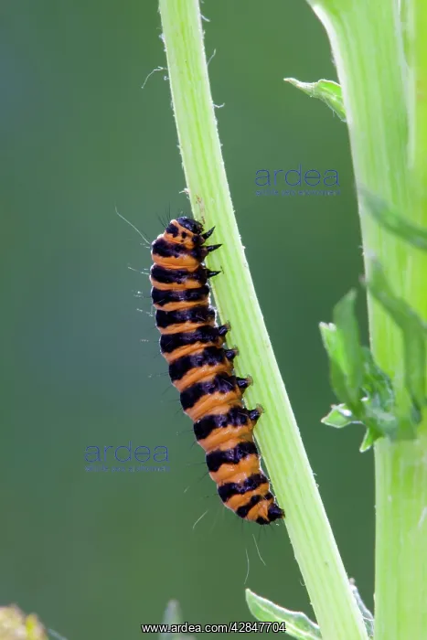 : Cinnabar Moth Larva on a stem : Cinnabar Moth Larva on a stem