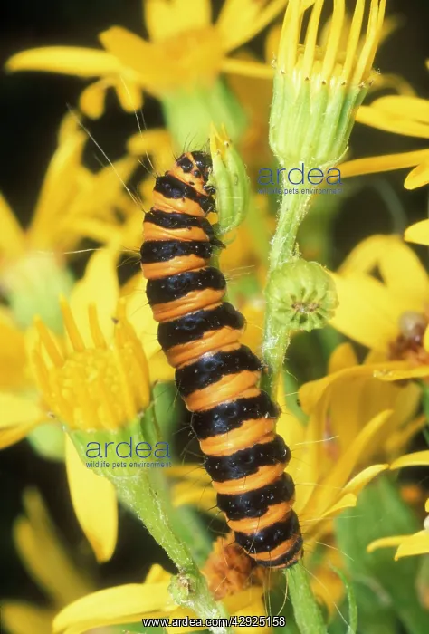 : Cinnabar Moth Larvae : Cinnabar Moth Larvae