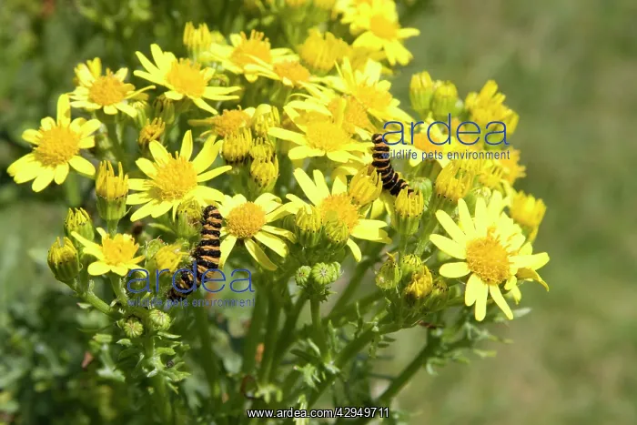 : Cinnabar moth - two larvae feeding on Common Ragwort : Cinnabar moth - two larvae feeding on Common Ragwort
