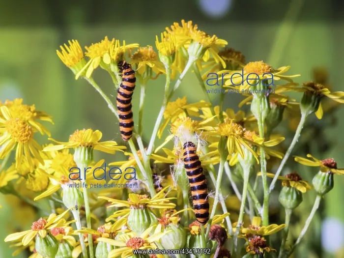 : Cinnabar moth larvae - feeding on ragwort - UK : Cinnabar moth larvae - feeding on ragwort - UK