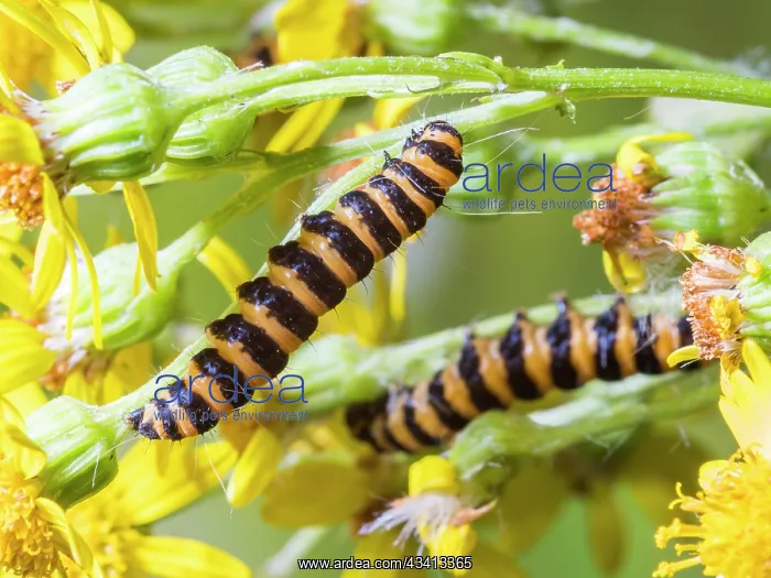 : Cinnabar moth larvae - feeding on ragwort - UK : Cinnabar moth larvae - feeding on ragwort - UK