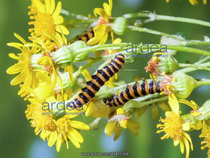 : Cinnabar moth larvae - feeding on ragwort - UK : Cinnabar moth larvae - feeding on ragwort - UK