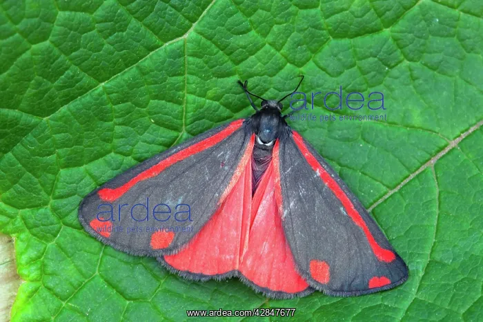 : Cinnabar Moth on a Leaf : Cinnabar Moth on a Leaf