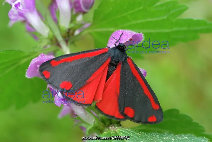 : Cinnabar Moth Reusstal : Cinnabar Moth Reusstal