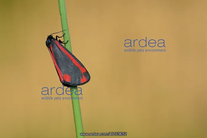 : Cinnabar Moth (Tyria jacobaeae) : Cinnabar Moth (Tyria jacobaeae)