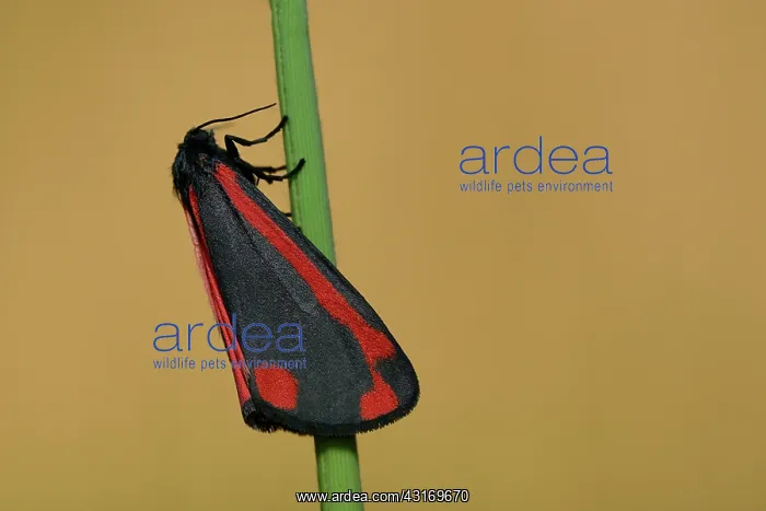 : Cinnabar Moth (Tyria jacobaeae) : Cinnabar Moth (Tyria jacobaeae)