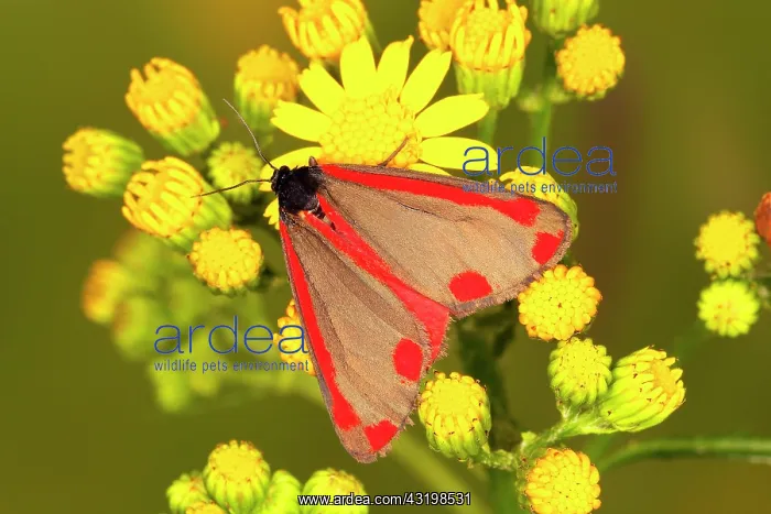: Cinnabar Moth (Tyria jacobaeae) butterfly sitting : Cinnabar Moth (Tyria jacobaeae) butterfly sitting