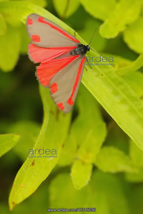 : Cinnabar moth (Tyria jacobaeae) on leaves in low : Cinnabar moth (Tyria jacobaeae) on leaves in low