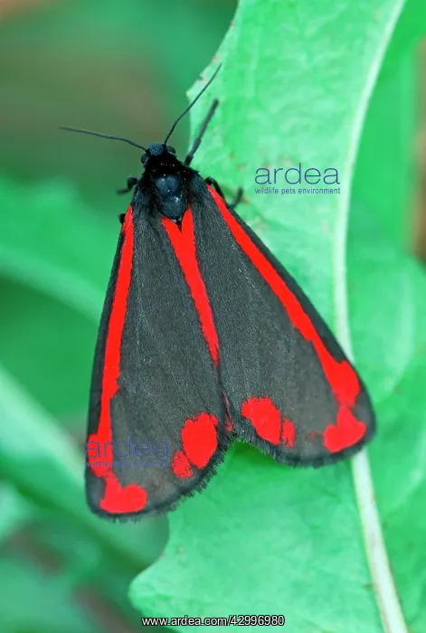 : Cinnabar Moth - Whirinaki Forest Park : Cinnabar Moth - Whirinaki Forest Park
