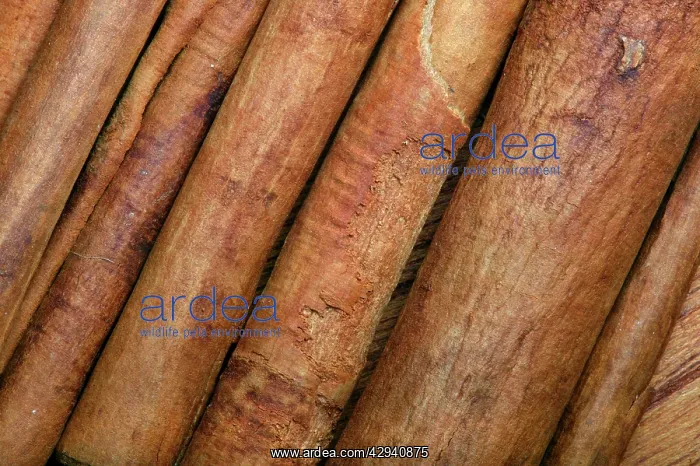  : Cinnamon