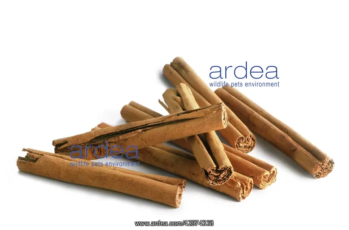 : Cinnamon, Cinnamomum verum : Cinnamon, Cinnamomum verum