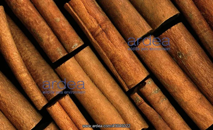 : Cinnamon, Cinnamomum verum : Cinnamon, Cinnamomum verum