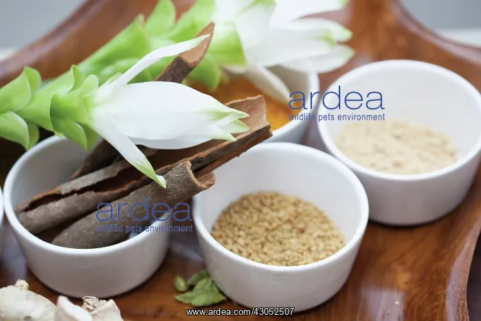 : Cinnamon, Cinnamomum verum : Cinnamon, Cinnamomum verum