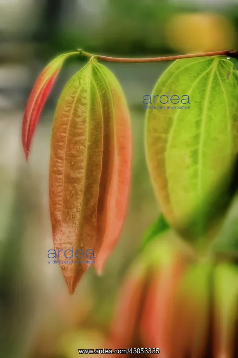 : Cinnamon, Cinnamomum verum : Cinnamon, Cinnamomum verum