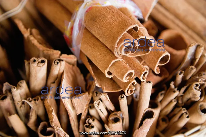 : Cinnamon, Cinnamomum verum : Cinnamon, Cinnamomum verum