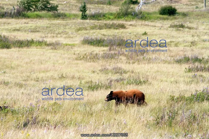 : Cinnamon bear in the Waterton Lakes National : Cinnamon bear in the Waterton Lakes National