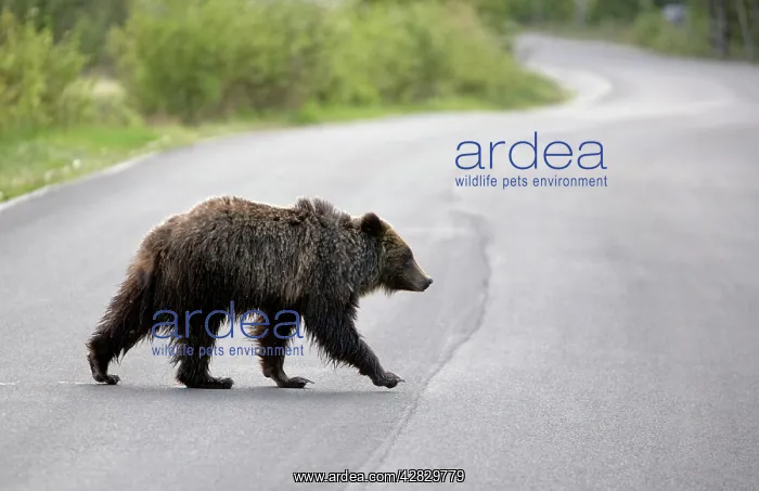 : Cinnamon / Black Bear - crossing road : Cinnamon / Black Bear - crossing road