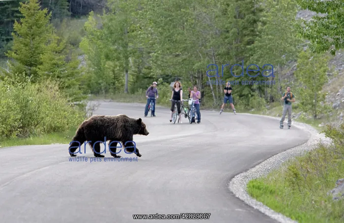 : Cinnamon / Black Bear - crossing road with people watching : Cinnamon / Black Bear - crossing road with people watching