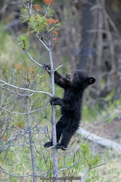 : Cinnamon / Black Bear - cub climbing tree : Cinnamon / Black Bear - cub climbing tree