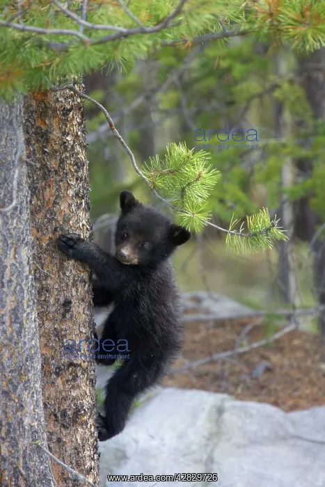 : Cinnamon / Black Bear - cub climbing tree : Cinnamon / Black Bear - cub climbing tree