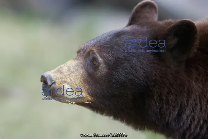 : Cinnamon / Black Bear - female : Cinnamon / Black Bear - female