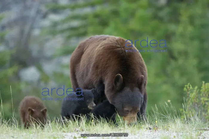  : Cinnamon  /  Black Bear - mother and cubs