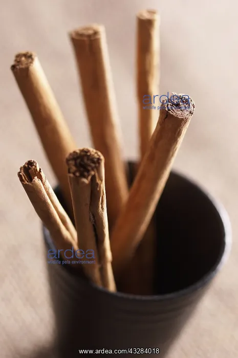 : Cinnamon, Cinnamomum verum, Brown subject : Cinnamon, Cinnamomum verum, Brown subject