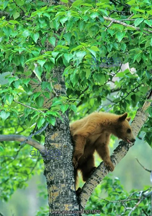 : Cinnamon colored black bear in aspen tree : Cinnamon colored black bear in aspen tree