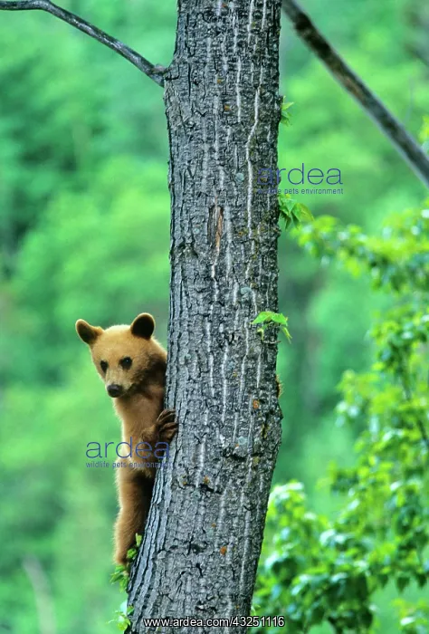 : Cinnamon colored black bear in tree in Waterton : Cinnamon colored black bear in tree in Waterton