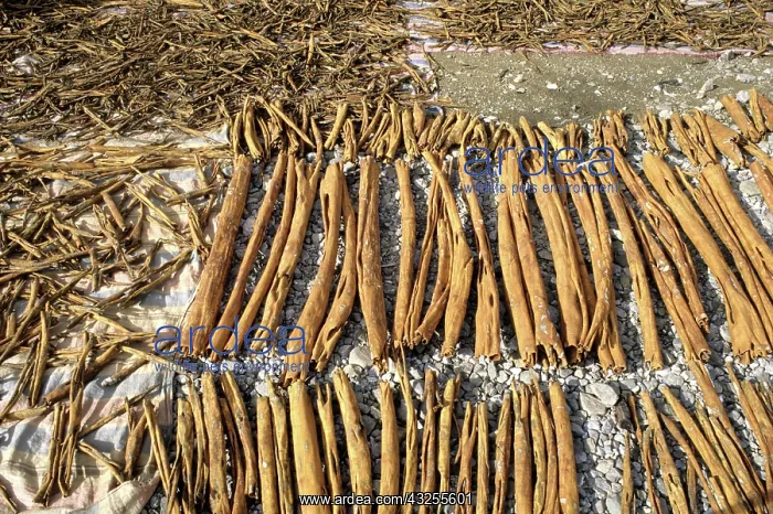 : Cinnamon Drying, Indonesia : Cinnamon Drying, Indonesia