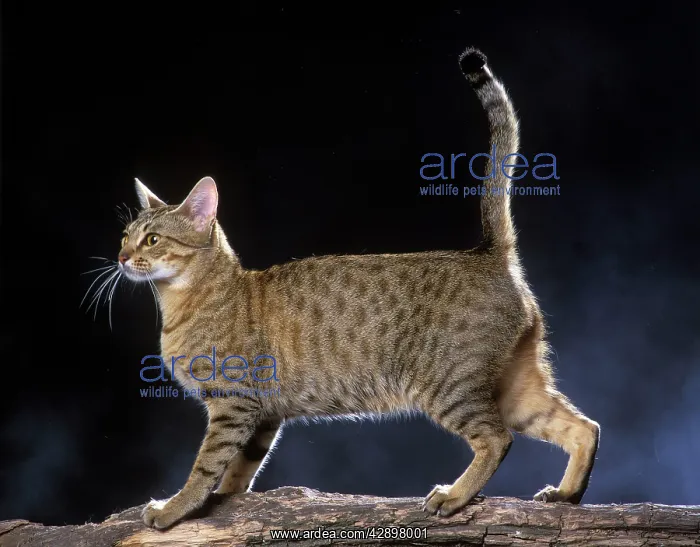  : Cinnamon on Gold Ocicat