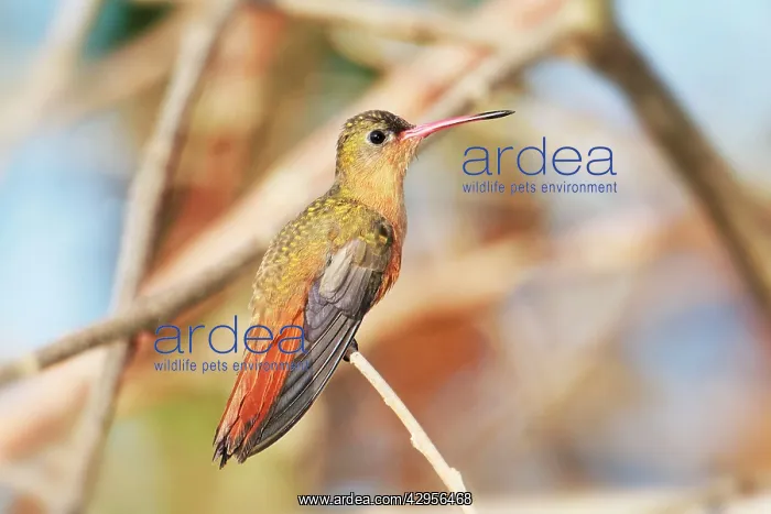 : Cinnamon Hummingbird : Cinnamon Hummingbird