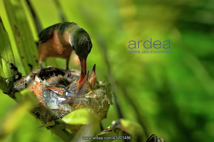 : Cinnamon hummingbird (amazilia rutila), mother feeding : Cinnamon hummingbird (amazilia rutila), mother feeding