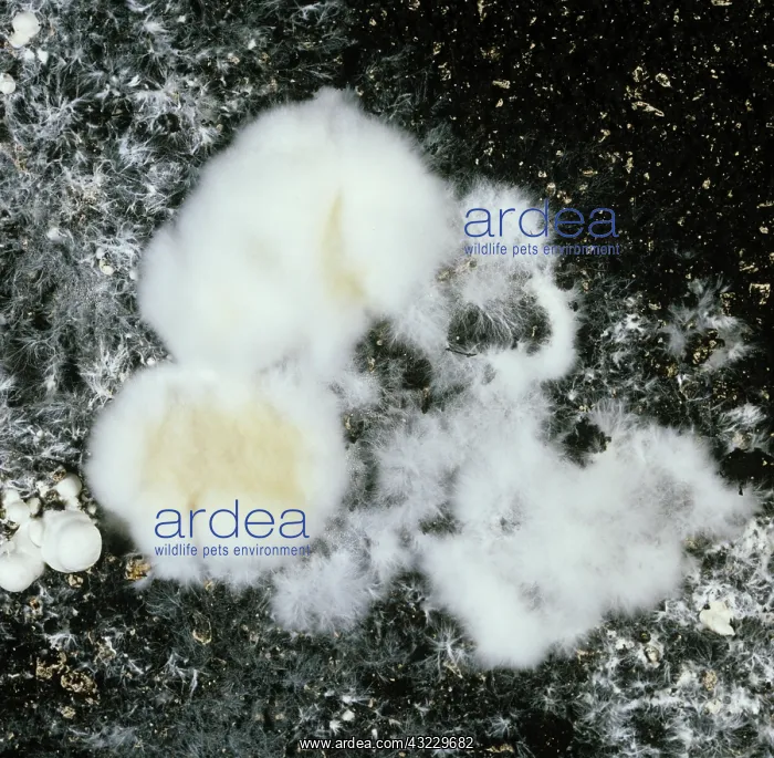 : Cinnamon Mold on mushrooms : Cinnamon Mold on mushrooms