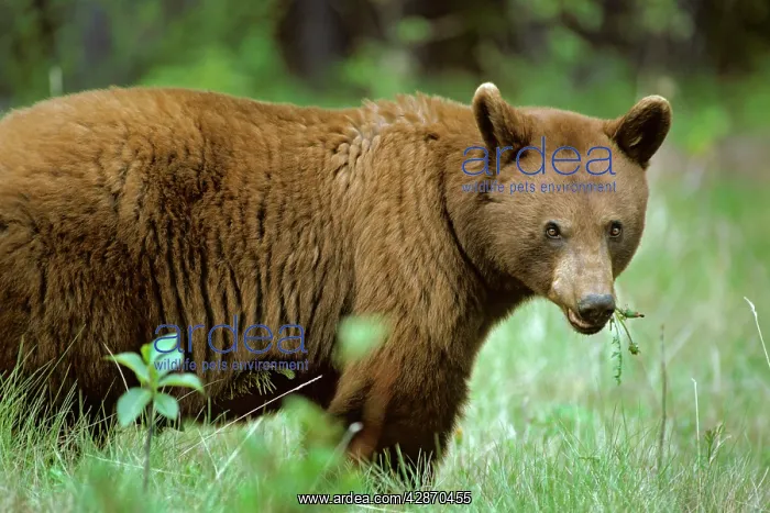: Cinnamon phase Black Bear - feeding on dandelion plant : Cinnamon phase Black Bear - feeding on dandelion plant