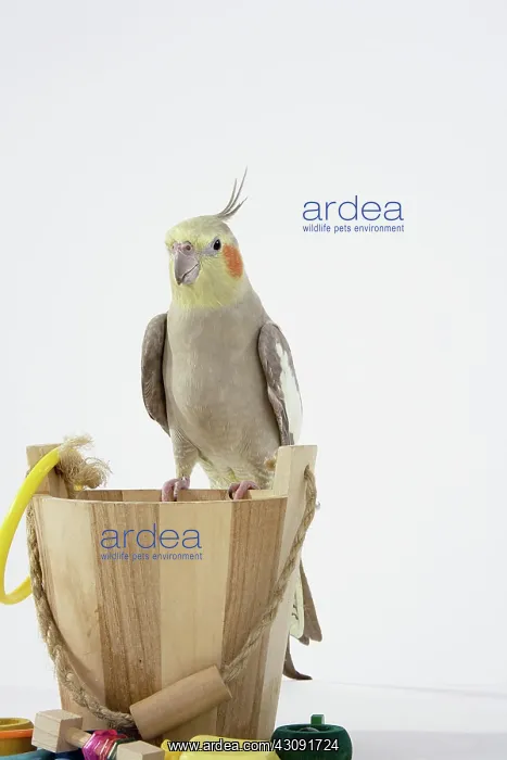 : Cinnamon-pied Cockatiel : Cinnamon-pied Cockatiel