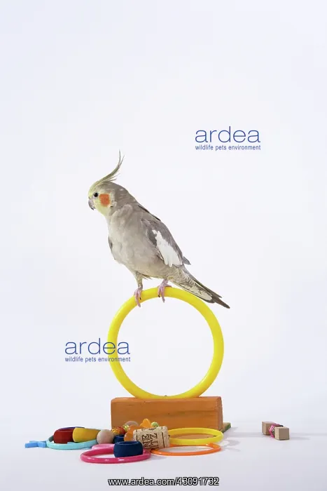 : Cinnamon-pied Cockatiel : Cinnamon-pied Cockatiel