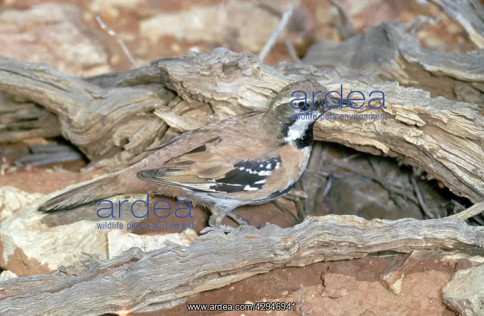 : Cinnamon Quail Thrush : Cinnamon Quail Thrush
