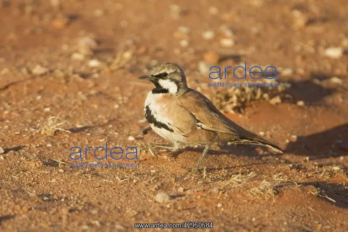 : Cinnamon Quail-thrush : Cinnamon Quail-thrush