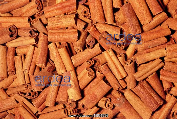 : Cinnamon - Sticks, dried bark : Cinnamon - Sticks, dried bark